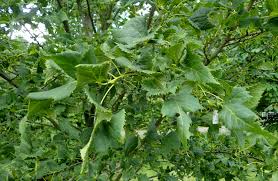 Attēlu rezultāti vaicājumam “Tilia platyphyllos Laciniata”