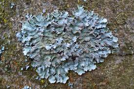 Attēlu rezultāti vaicājumam “Parmelia serrana”