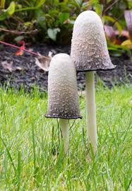 Attēlu rezultāti vaicājumam “Coprinus sp.”