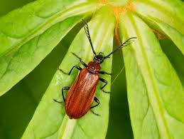 Attēlu rezultāti vaicājumam “Schizotus pectinicornis larva”