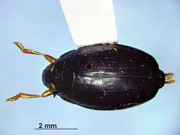 Attēlu rezultāti vaicājumam “Gyrinidae”