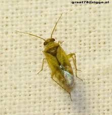 Attēlu rezultāti vaicājumam “Psallus sp. imago”