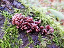 Attēlu rezultāti vaicājumam “Ascocoryne sarcoides”