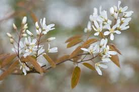 Attēlu rezultāti vaicājumam “Amelanchier canadensis”