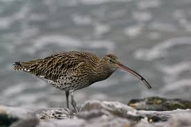 Attēlu rezultāti vaicājumam “Numenius arquata adult”