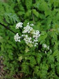 Attēlu rezultāti vaicājumam “Anthriscus sylvestris leaf”