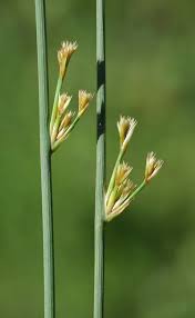 Attēlu rezultāti vaicājumam “Juncus inflexus bud”