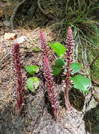 Attēlu rezultāti vaicājumam “Comatricha alta stalked”