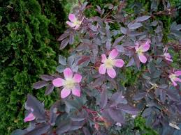 Attēlu rezultāti vaicājumam “Rosa glauca flower”
