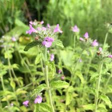 Attēlu rezultāti vaicājumam “Clinopodium vulgare leaf”