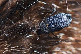 Attēlu rezultāti vaicājumam “Dermestes murinus”