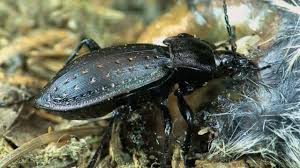 Attēlu rezultāti vaicājumam “Carabus hortensis”