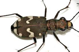 Attēlu rezultāti vaicājumam “Cicindela sylvatica imago”