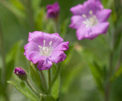 Attēlu rezultāti vaicājumam “Epilobium hirsutum”