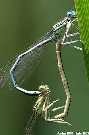 Attēlu rezultāti vaicājumam “Platycnemis pennipes”