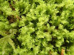 Attēlu rezultāti vaicājumam “Lophozia incisa”