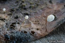 Attēlu rezultāti vaicājumam “Lycogala asperum macro”