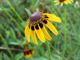 Attēlu rezultāti vaicājumam “Rudbeckia hirta var. pulcherrima flower”