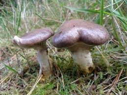 Attēlu rezultāti vaicājumam “Gomphidius glutinosus”