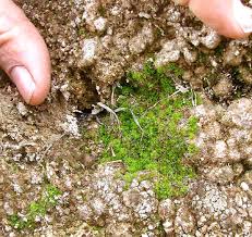 Attēlu rezultāti vaicājumam “Fossombronia foveolata spores”