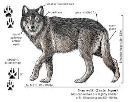 Image result for Weston Rhyn Wolves