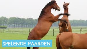 Afbeeldingsresultaat voor paarden