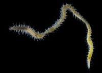 Attēlu rezultāti vaicājumam “Annelides”