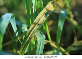 Attēlu rezultāti vaicājumam “Puccinia agrostidis”