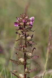 Attēlu rezultāti vaicājumam “Pedicularis palustris leaf”