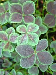 Attēlu rezultāti vaicājumam “Trifolium repens leaf”