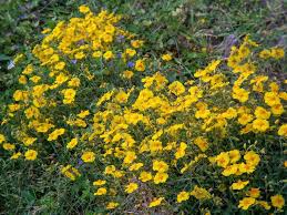 Attēlu rezultāti vaicājumam “Helianthemum nummularium fruit”