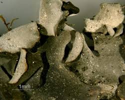 Attēlu rezultāti vaicājumam “Leptogium saturninum”