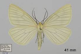 Attēlu rezultāti vaicājumam “Siona lineata”