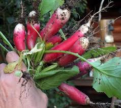 Image result for Raphanus sativus ssp. Oleiformes