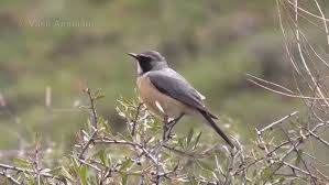 Image result for Irania gutturalis