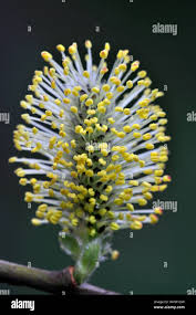 Attēlu rezultāti vaicājumam “Salix cinerea male flower”