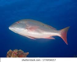 Image result for Lutjanus analis