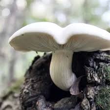 Attēlu rezultāti vaicājumam “Hypsizygus ulmarius”