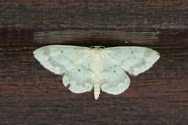 Attēlu rezultāti vaicājumam “Idaea biselata”