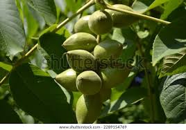 Attēlu rezultāti vaicājumam “Juglans ailanthifolia”