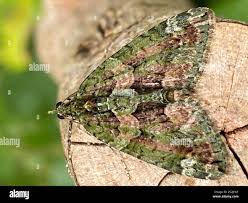 Attēlu rezultāti vaicājumam “Chloroclysta siterata”