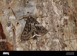 Attēlu rezultāti vaicājumam “Tholera decimalis”