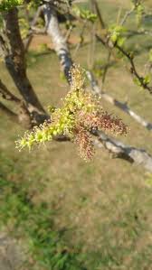 Attēlu rezultāti vaicājumam “Morus alba leaf”