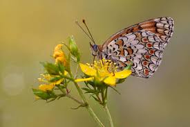 Attēlu rezultāti vaicājumam “Melitaea phoebe underside”