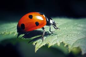 Attēlu rezultāti vaicājumam “Coccinella septempunctata imago”