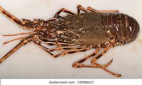 Image result for Palinurus elephas
