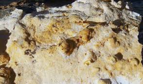 Attēlu rezultāti vaicājumam “Junghuhnia collabens”