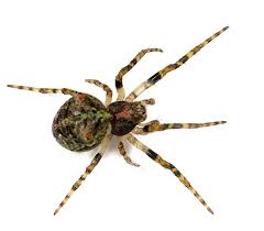 Attēlu rezultāti vaicājumam “Gibbaranea gibbosa”