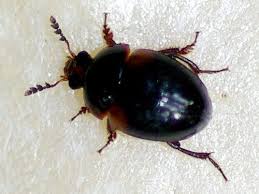 Attēlu rezultāti vaicājumam “Leiodidae”