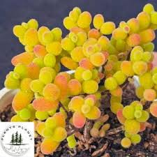 Attēlu rezultāti vaicājumam “Diderma globosum macro”